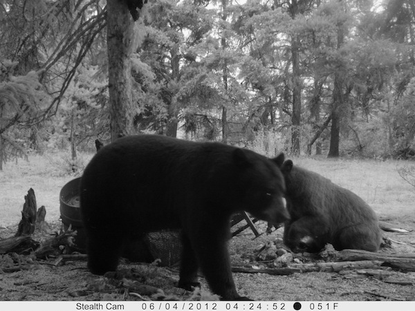 Cody's Bear on Stealth Cam