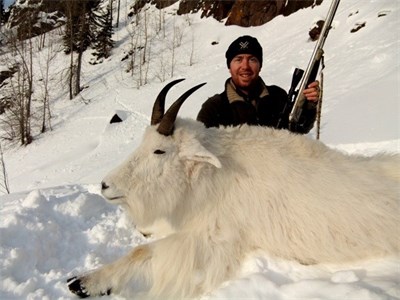 Wintertime Mountain Goats