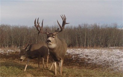 November 23rd 2012, JUMBO MULIE SHOWED UP ON THE STEALTH CAM