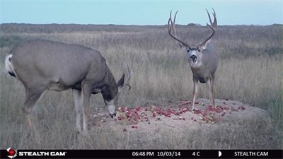 OCTOBER 18TH 2014, Nice mulie buck on STEALTH CAM