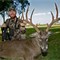December 8th 2014, CODY'S SOUTH TEXAS WHITETAIL